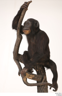 Chimpanzee Bonobo whole body 0002.jpg